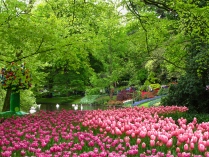 Největší tulipánová zahrada světa - Keukenhof